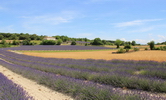 Ferienhaus Vermietung im Gard, Frankreich -Landhausaktivitaten